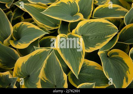 Halb abstraktes Nahaufnahme-Pflanzenportrait von Hosta „First Frost“, auffallendes Laub von Kochelilien „First Frost“ Stockfoto