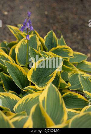Halb abstraktes Nahaufnahme-Pflanzenportrait von Hosta „First Frost“, auffallendes Laub von Kochelilien „First Frost“ Stockfoto