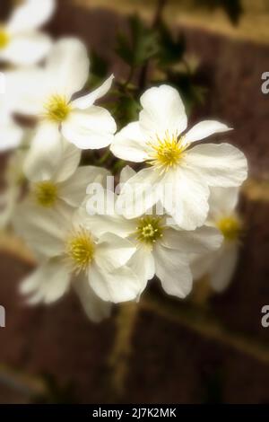 Nahaufnahme eines Blumenportraits von auffälligen Clematis x Cartmanii ‘Avalanche-Blumen Stockfoto