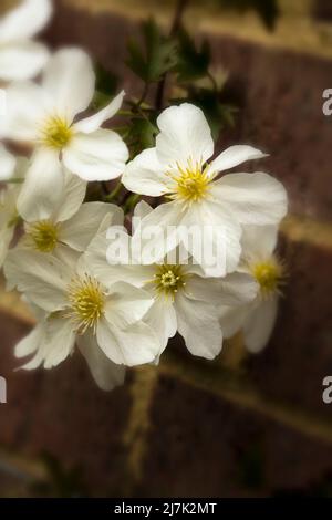 Nahaufnahme eines Blumenportraits von auffälligen Clematis x Cartmanii ‘Avalanche-Blumen Stockfoto