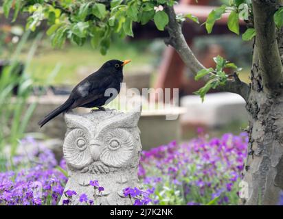 Amsel (Turdus merula), die auf einer Eulenskulptur in einem heimischen Garten sitzt, England, Großbritannien Stockfoto