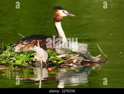 Berlin, Deutschland. 12.. Mai 2022. 09.05.2022, Berlin. Auf seinem Nest am Wannsee, das teilweise aus altem Plastik gebaut ist, das der Vogel aus dem Wasser gefischt hat, sitzt ein Großkrebsen (Podiceps cristatus). Quelle: Wolfram Steinberg/dpa Quelle: Wolfram Steinberg/dpa/Alamy Live News Stockfoto