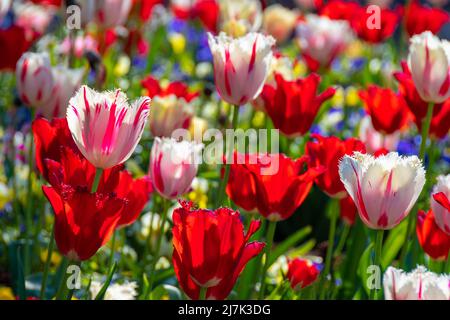 Helles und farbenfrohes Blumenbeet mit vielen Tulpen, einige davon rot und weiß, die anderen rot, im Licht eines Frühlingsnachmittages Stockfoto