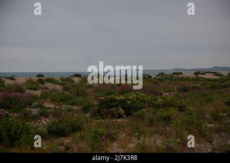 Blick auf Pflanzen, die in Kies am Strand an der Südküste Großbritanniens wachsen. Stockfoto