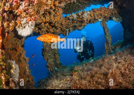 Tauchen im Vassilios Wrack, Insel Vis, Mittelmeer, Kroatien Stockfoto