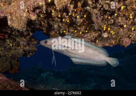 Größerer Gabelbart bei Teti Wreck, Phycis phycis, Insel Vis, Mittelmeer, Kroatien Stockfoto