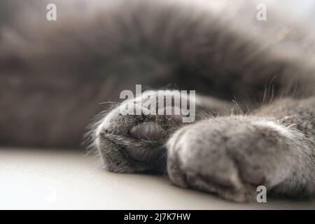 Nahaufnahme der Katzenpfoten mit rosa Pads. Stockfoto
