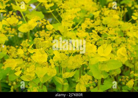 Smyrnium perfoliatum, perfoliate alexanders, britischer Garten Stockfoto