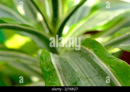 Schraube Kiefer Pflanze Baum oder Pandanus Sanderi Schleifer im Garten im Hintergrund dekoriert. 4K Nahaufnahme der schönen grünen und gelben Blätter des Pandanus Stockfoto