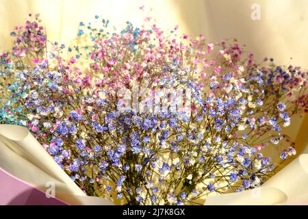 Mehrfarbige Gypsophila-Blüten Nahaufnahme Makro, geringe Schärfentiefe, kleine farbige Blüten in Makro mit Blure. 4K Stockfoto