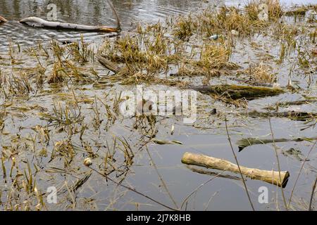 Bisamratte (Ondatra zibethica) im Frühjahr in der Ukraine Stockfoto