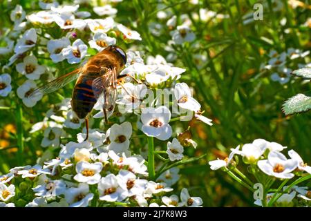 Eine Arbeiterbiene sammelt Honig auf weißen duftenden Blüten Stockfoto