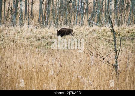 Wildschwein im nationalpark darss auf der Halbinsel Zingst. Freiwildlebende Säugetiersuche. Tieraufnahme während einer Wanderung Stockfoto