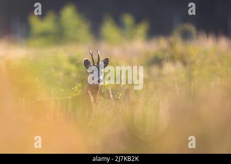 Interessierte Rehe, Capreolus capreolus, spähend aus dem Busch in der sommerlichen Natur. Geweihtes Säugetier, das in der Wildnis steht. Braunes Tier versteckt sich in grün Stockfoto