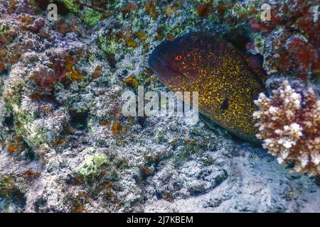 Goldentail-Muränen warten auf Beute (Gymnothorax miliaris) tropische Gewässer, Meeresleben Stockfoto