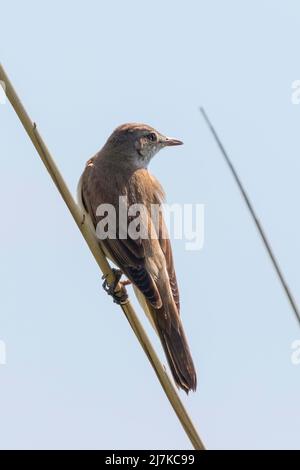 Großer Schilfrohrsänger auf einem Schilf (Acrocephalus arundinaceus) Stockfoto