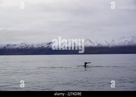 Ein Buckelwal, während der Walbeobachtung in Húsavík, Nordisland Stockfoto