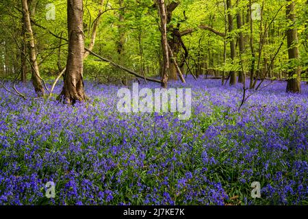 Frühlingsglocken in Oxhill Wood, Cotswolds, England Stockfoto