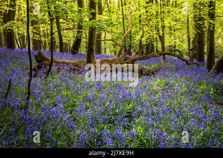 Frühlingsglocken in Oxhill Wood, Cotswolds, England Stockfoto