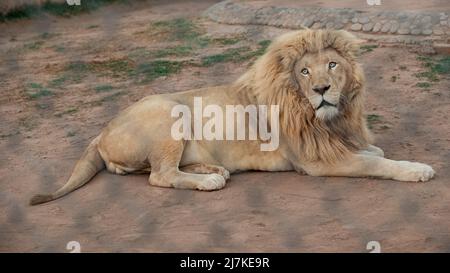 MÄNNLICHER AFRIKANISCHER LÖWE (Panthera Leo) Bahria Town Islamabad. Stockfoto