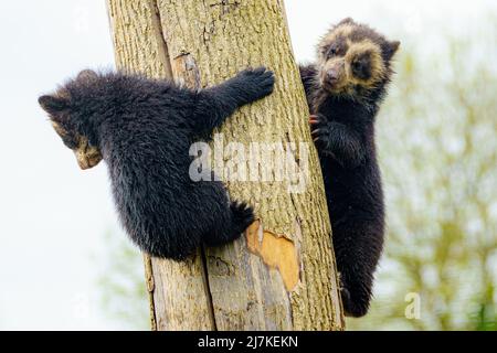 Vier Monate alte Zwillinge mit getaktelten Bären beginnen, in ihrem Gehege auf der Noah's Ark Zoo Farm in Somerset zu spielen, wo die Andenbären, die einzige in Südamerika heimische Bärenart, Wagen sich langsam aus ihrer abgeschiedenen Kubbenhöhle heraus, um mehr Zeit mit ihrer Mutter Madidi im Freien zu verbringen. Bilddatum: Dienstag, 10. Mai 2022. Stockfoto