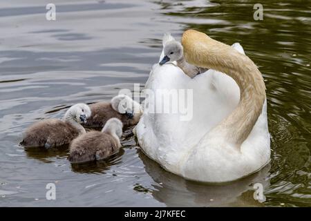 Northampton, Großbritannien. 10. Mai 2022. Stummer Schwan. Cygnus olor (Anatidae) mit einigen der acht, drei Tage alten Cygnets, die auf den Müttern auf dem Abington Park See reiten. Kredit: Keith J Smith./Alamy Live Nachrichten. Stockfoto
