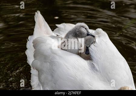 Northampton, Großbritannien. 10. Mai 2022. Stummer Schwan. Cygnus olor (Anatidae) mit einigen der acht, drei Tage alten Cygnets, die auf den Müttern auf dem Abington Park See reiten. Kredit: Keith J Smith./Alamy Live Nachrichten. Stockfoto
