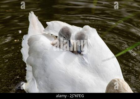 Northampton, Großbritannien. 10. Mai 2022. Stummer Schwan. Cygnus olor (Anatidae) mit einigen der acht, drei Tage alten Cygnets, die auf den Müttern auf dem Abington Park See reiten. Kredit: Keith J Smith./Alamy Live Nachrichten. Stockfoto