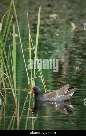 Moorhen schwimmt im Teich in der Nähe von grünem Schilf. Moorhuhn - Gallinula Chloropus Stockfoto