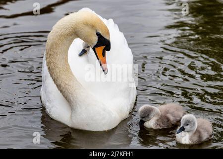 Northampton, Großbritannien. 10. Mai 2022. Stummer Schwan. Cygnus olor (Anatidae) mit einigen der acht, drei Tage alten Cygnets, die auf den Müttern auf dem Abington Park See reiten. Kredit: Keith J Smith./Alamy Live Nachrichten. Stockfoto