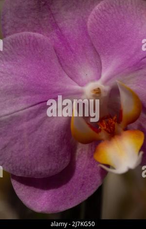 Purpurne Orchideenblüte phalaenopsis, phalaenopsis oder falah auf weißem Hintergrund. Purpurne panaenopsis Blume. Bekannt als Schmetterlingsorchideen. Selektiver Fokus Stockfoto