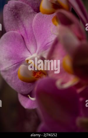 Purpurne Orchideenblüte phalaenopsis, phalaenopsis oder falah auf weißem Hintergrund. Purpurne panaenopsis Blume. Bekannt als Schmetterlingsorchideen. Selektiver Fokus Stockfoto