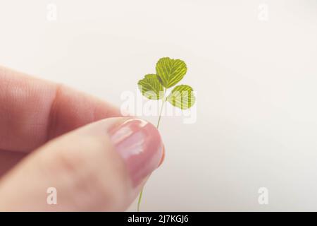 Grünes Kleeblatt in weiblicher Hand auf weißem Tischhintergrund. Stockfoto