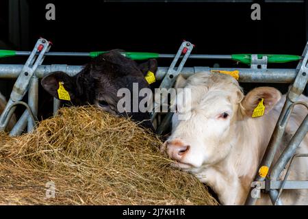 Rindervieh ernährt sich auf einem Bauernhof in der Grafschaft Donegal, Irland, von Silagegras oder Heu Stockfoto
