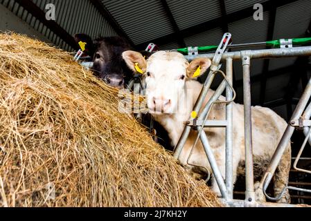 Rindervieh ernährt sich auf einem Bauernhof in der Grafschaft Donegal, Irland, von Silagegras oder Heu Stockfoto