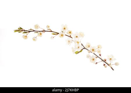 Blühender Kirschzweig mit weißen Blüten isoliert auf weißem Hintergrund Stockfoto