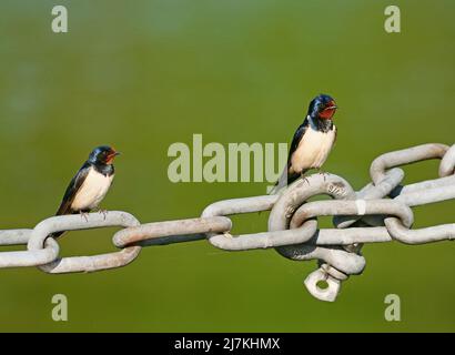 Berlin, Deutschland. 09.. Mai 2022. 09.05.2022, Berlin. Zwei Scheunenschwalben (Hirundo rustica) sitzen auf einer Metallkette in einem Yachthafen am Wannsee. Quelle: Wolfram Steinberg/dpa Quelle: Wolfram Steinberg/dpa/Alamy Live News Stockfoto