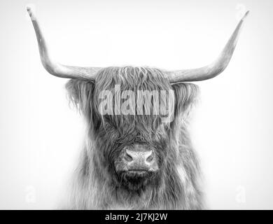 Schottischer Highland-Stier aus der Nähe, der im Frühjahr auf einer Weide im ländlichen Ontario, Kanada, steht Stockfoto