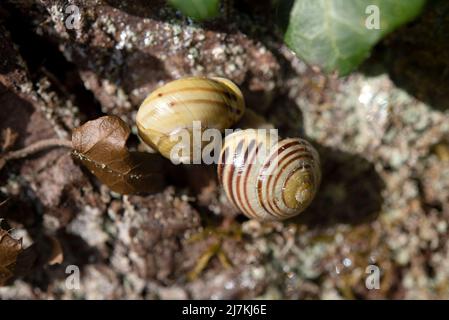 Makrofotografie mit zwei Schnecken Stockfoto