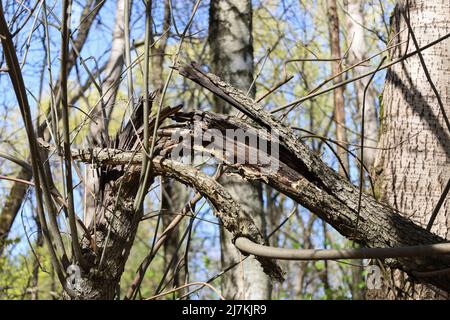 Gebrochener Baumstamm nach dem Wind im Wald. Folgen eines Sturms oder Hurrikans. Schaden nach Sturm im Park. Stockfoto