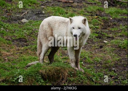 Wilder arktischer Wolf mit weißem Fell, das im Wald bei Tag steht und wegschaut Stockfoto