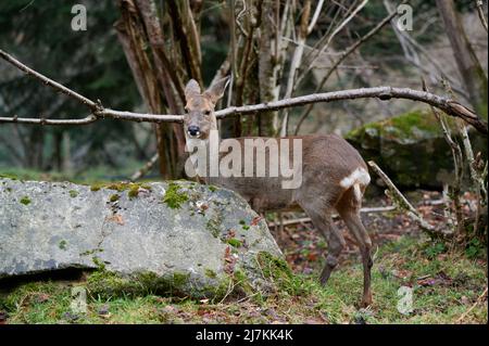 Wildes Reh, das am Herbsttag im Wald inmitten von blattlosen Büschen mit dünnen Ästen steht Stockfoto