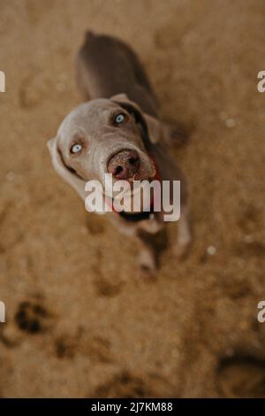 Von oben entzückender Weimaraner Hund mit grauem Fell im Kragen, der an sandigen Ufern mit Spuren im Küstengebiet steht Stockfoto