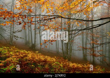 Lange Zweige von Bäumen mit hellgelben Blättern wachsen in wilden Wäldern mit bunten Blättern bei nebligen Wetter in der Natur Stockfoto