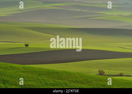 Voller Rahmen von grünen grasbewachsenen landwirtschaftlichen Plantagen mit Bäumen auf hügeligem Gelände in der Landschaft am Sommertag in der Natur Stockfoto