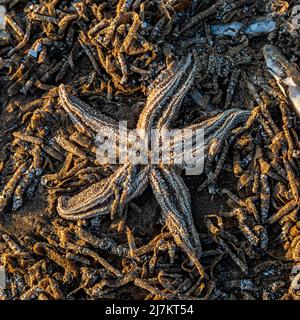 Ein Blick auf einen Seesterne am Strand Stockfoto