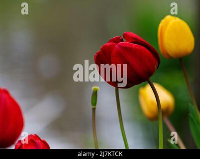 Rote und gelbe Tulpe Stockfoto
