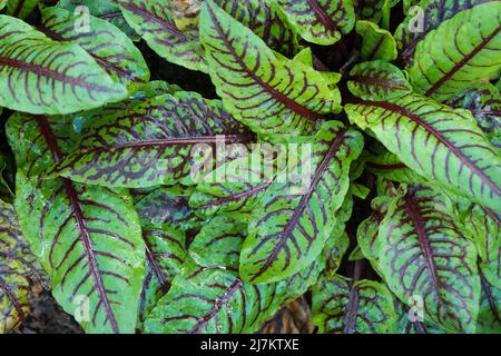 Rumex sanguineus redvene dockt üppig grüne Blätter an Stockfoto