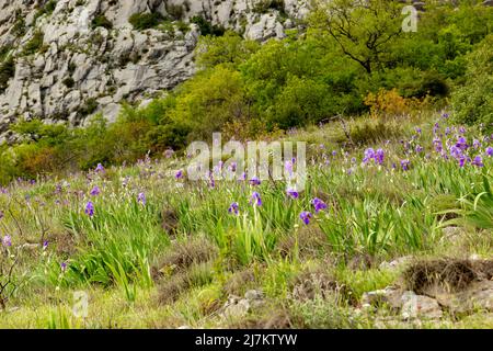 Wiese mit wilder Iris in kroatischen Bergen. Konavle Region in der Nähe von Dubrovnik und Cavtat. Stockfoto