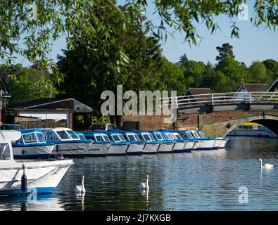 Wroxham auf dem Fluss Bure, mit ihm Boote und Schwäne, gilt als die Hauptstadt der Norfolk Broads, Wroxham, Norfolk, England, Großbritannien Stockfoto